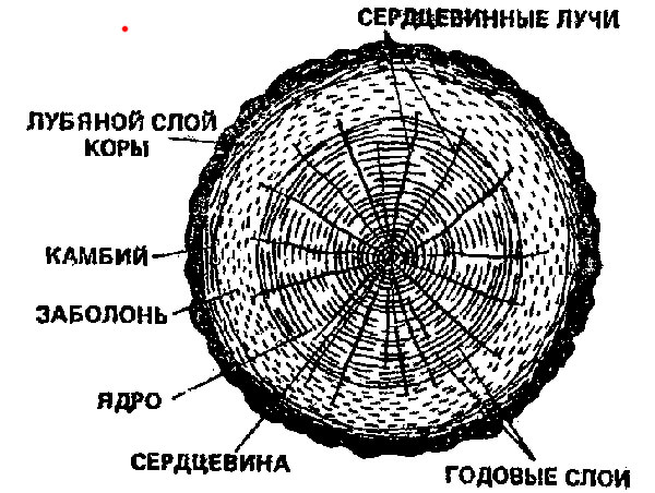 структура дерева